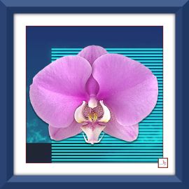 Cuadro Orquídea Lila